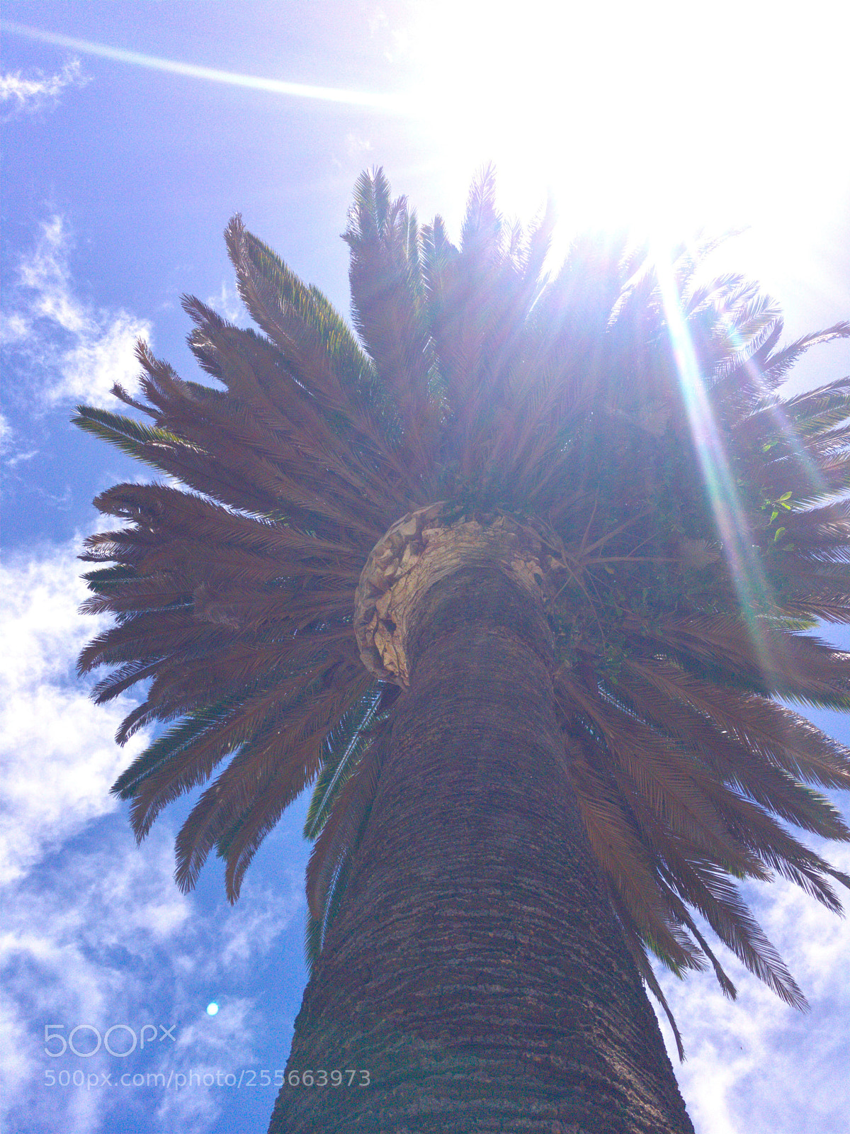 Apple iPhone 6s sample photo. California on my mind photography