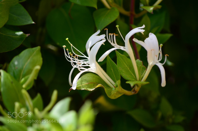 Nikon D7000 sample photo. Td photography
