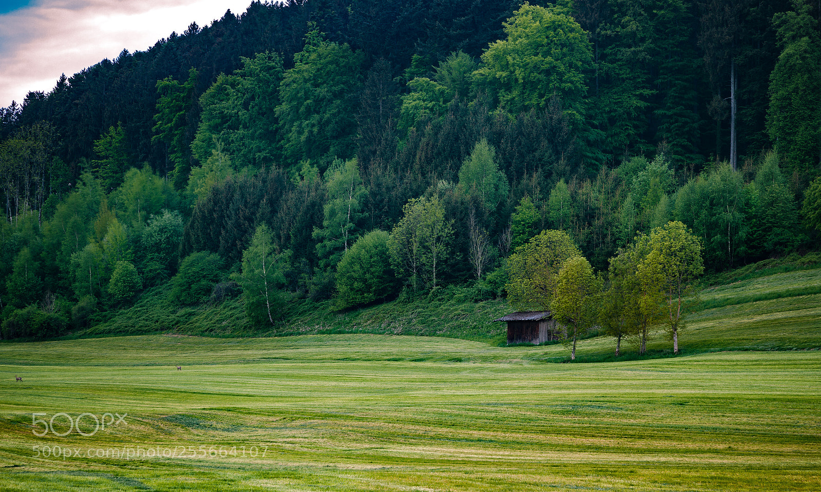 Canon EOS 5D Mark II sample photo. Untitled photography