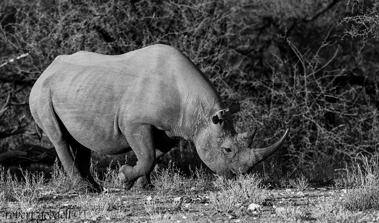 Nikon D3S sample photo. Black rhinoceros photography