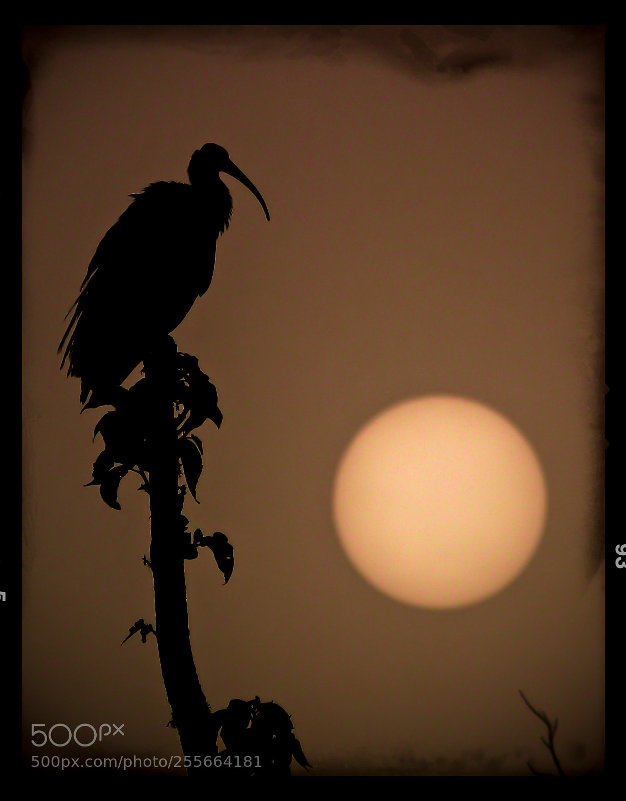 Panasonic Lumix DMC-FZ40 (Lumix DMC-FZ45) sample photo. Ibis at dawn. photography