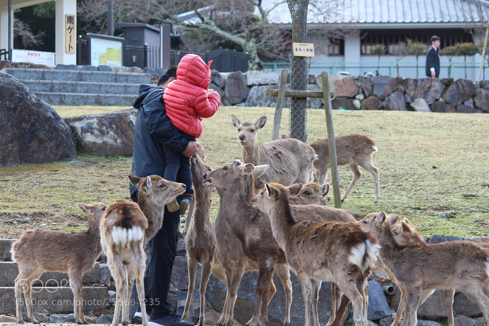 Canon EF-S 55-250mm F4-5.6 IS II sample photo. Feeding animals photography