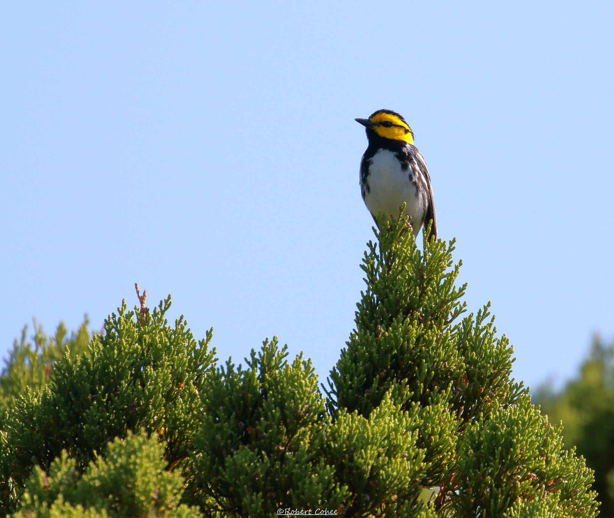 Canon EOS 7D Mark II sample photo. Golden cheeked warbler photography