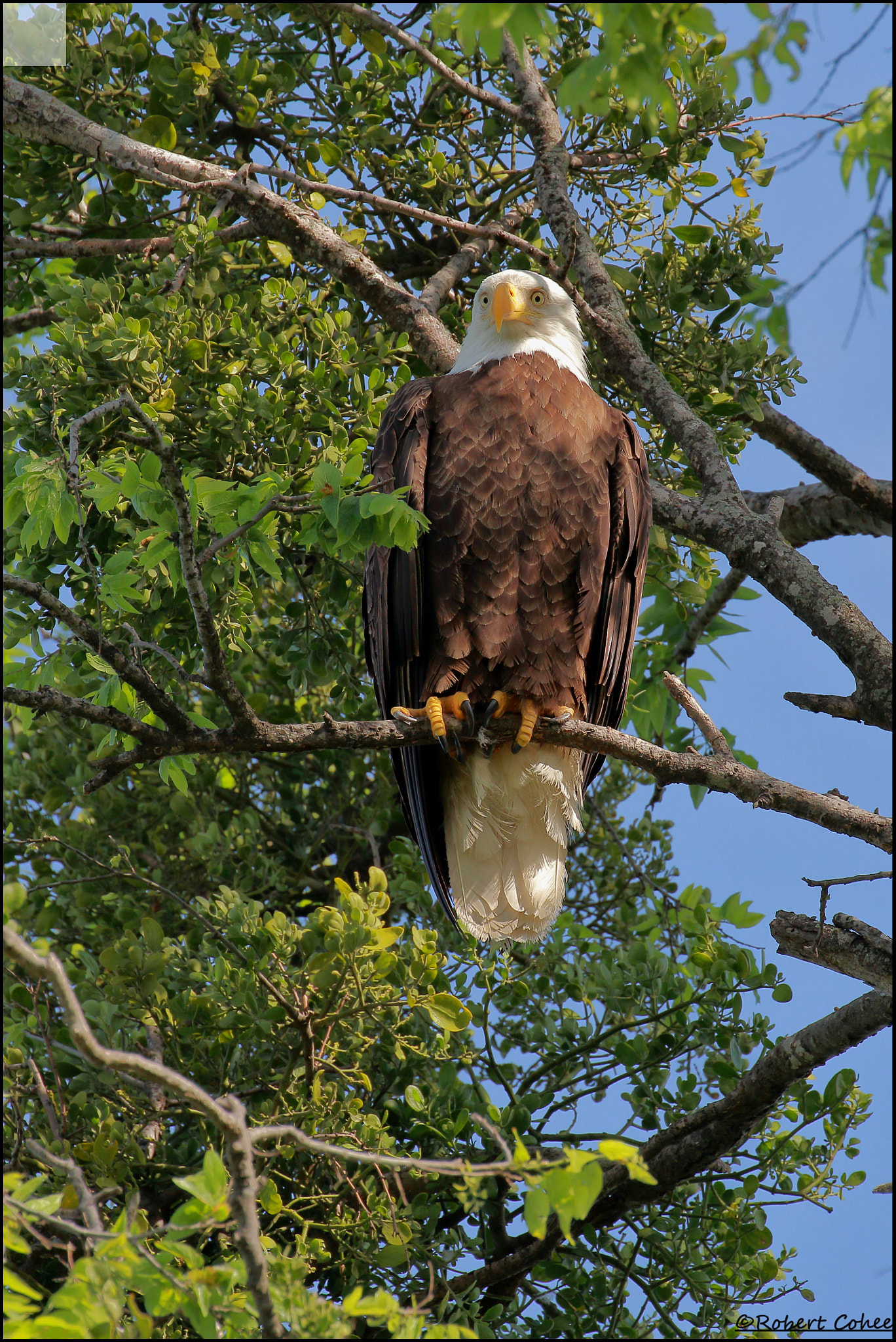 Canon EOS 7D Mark II sample photo. Male bald eagle photography