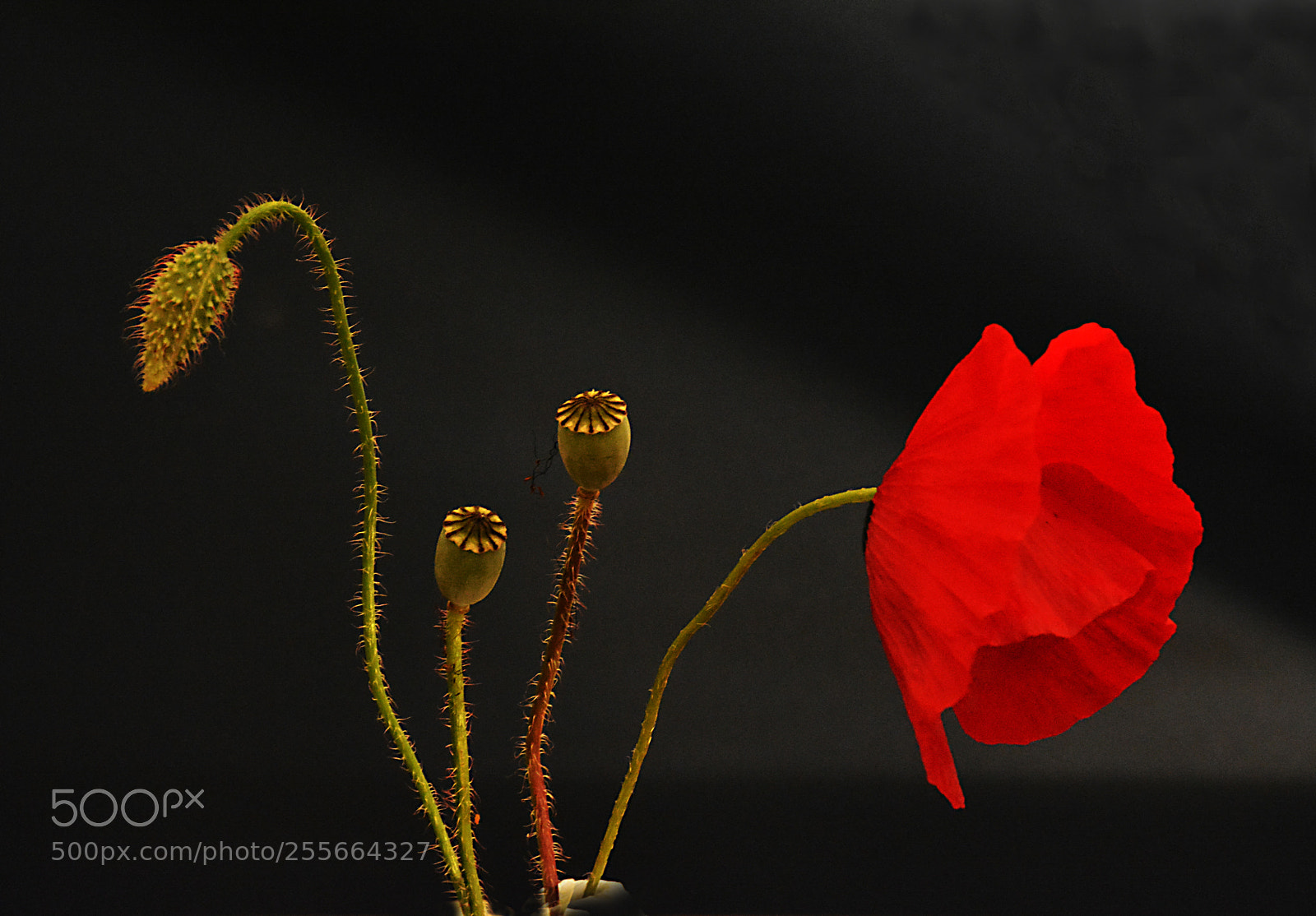 Nikon D5200 sample photo. Poppy 13 photography