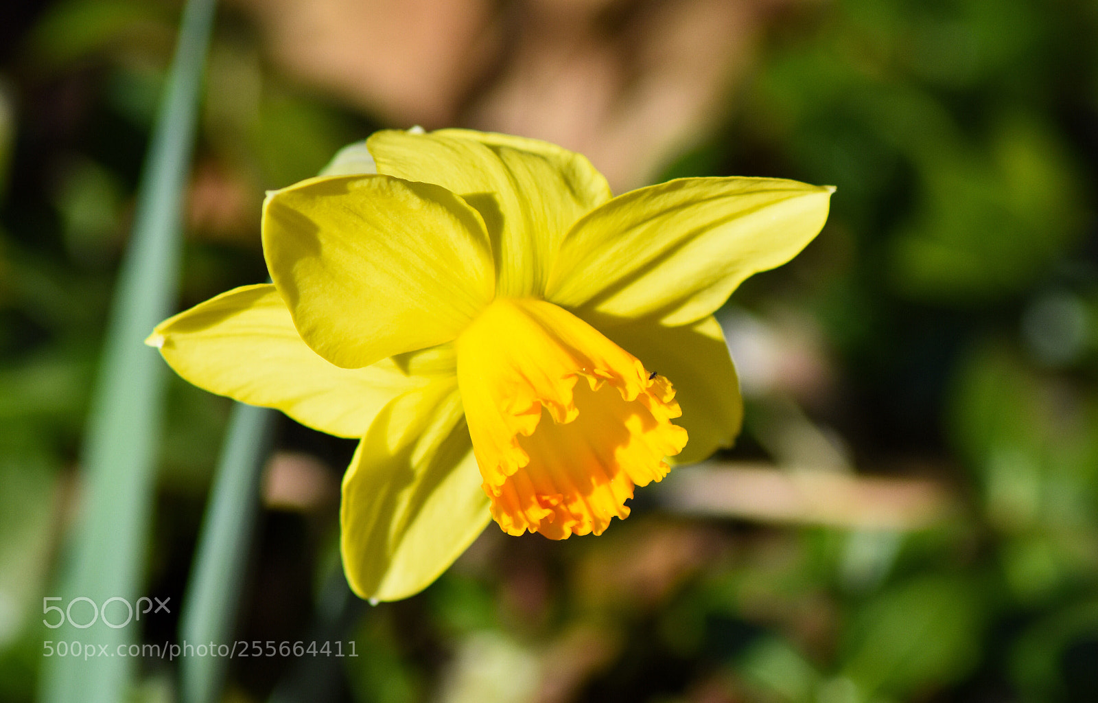 Nikon D7200 sample photo. Sunny daffodil photography