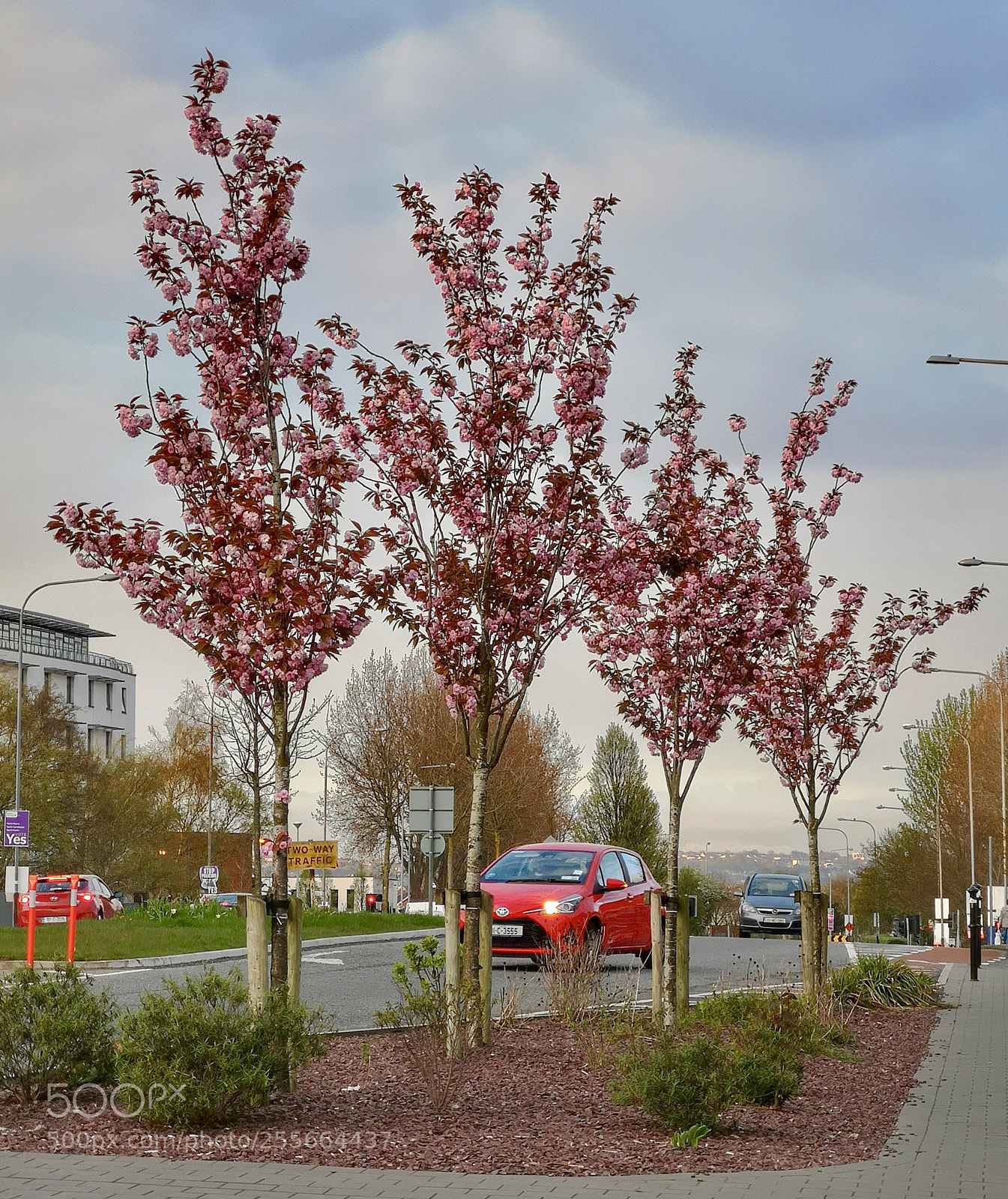 HUAWEI CLT-L09 sample photo. Cherry blossom in my photography