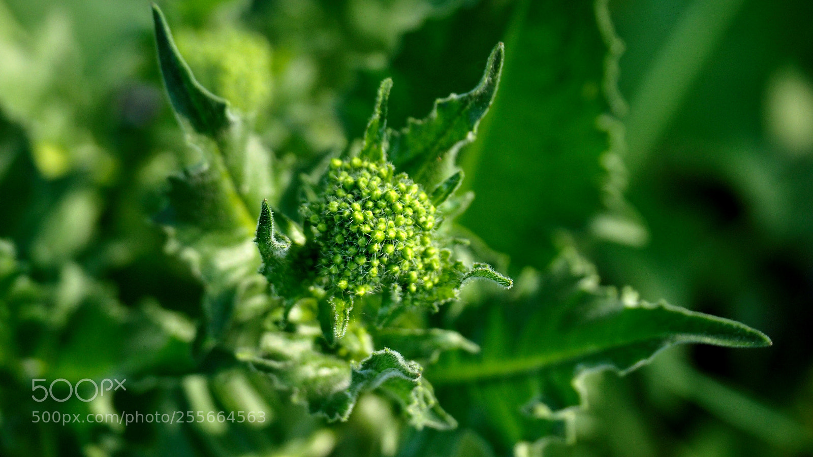 Olympus OM-D E-M10 sample photo. 50 shades of green darker photography