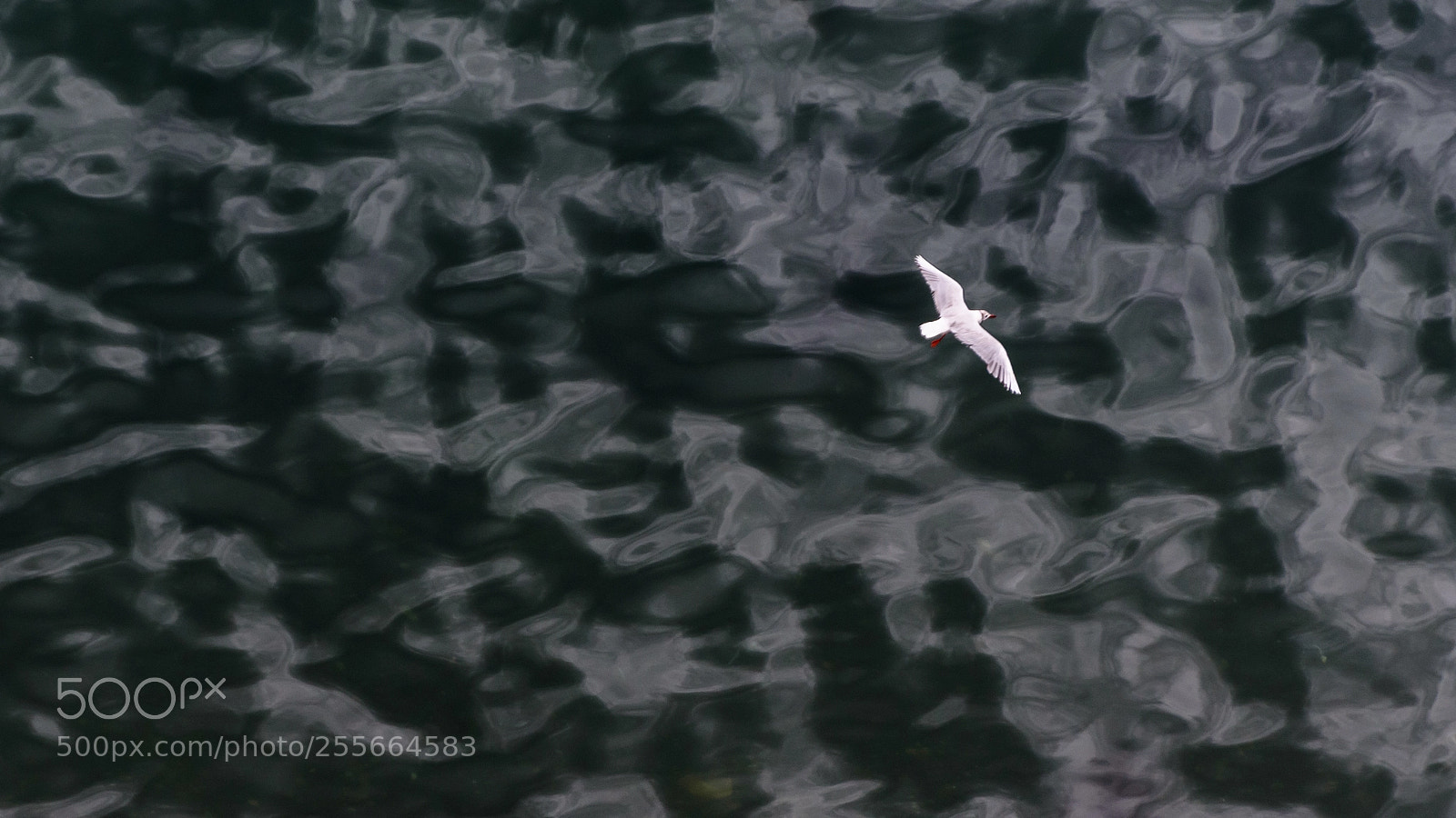 Nikon D7200 sample photo. Over the sea photography