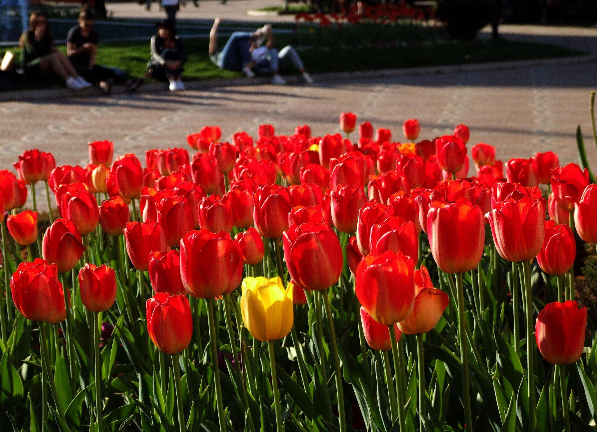 Fujifilm FinePix S9600 sample photo. Tulips like fire photography