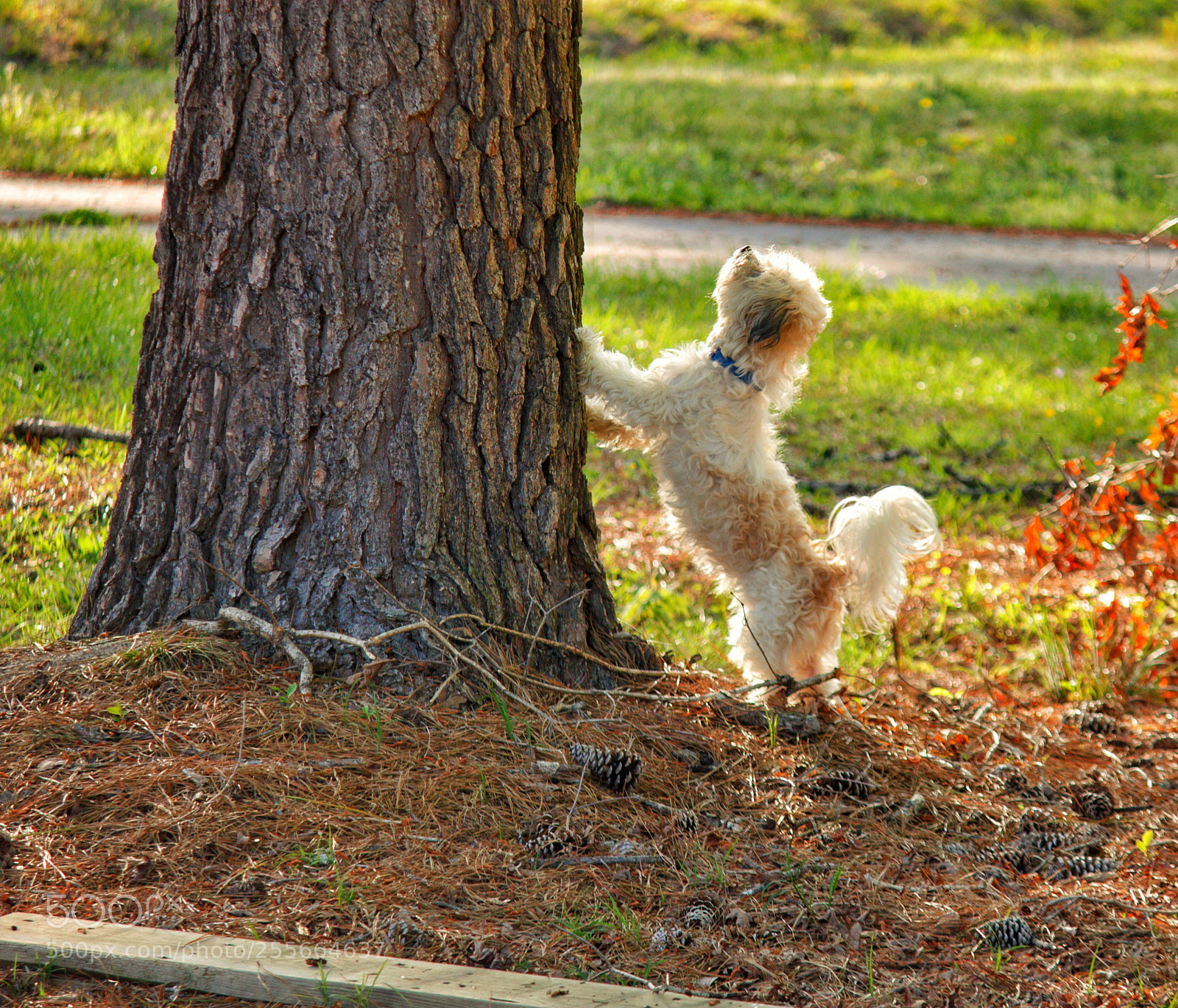Canon EOS 1100D (EOS Rebel T3 / EOS Kiss X50) sample photo. Squirrel hunting photography
