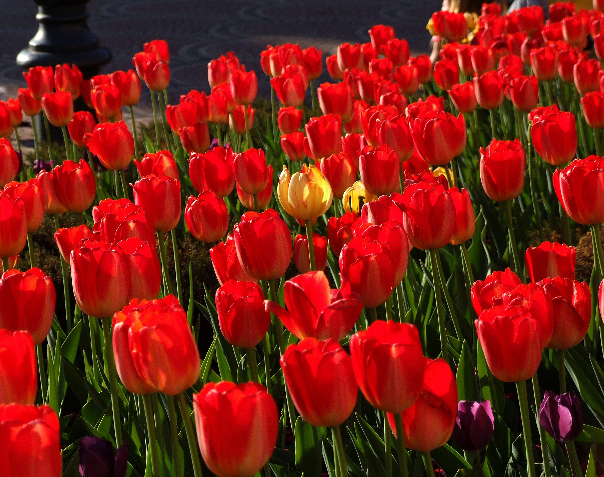 Fujifilm FinePix S9600 sample photo. Tulips like fire photography