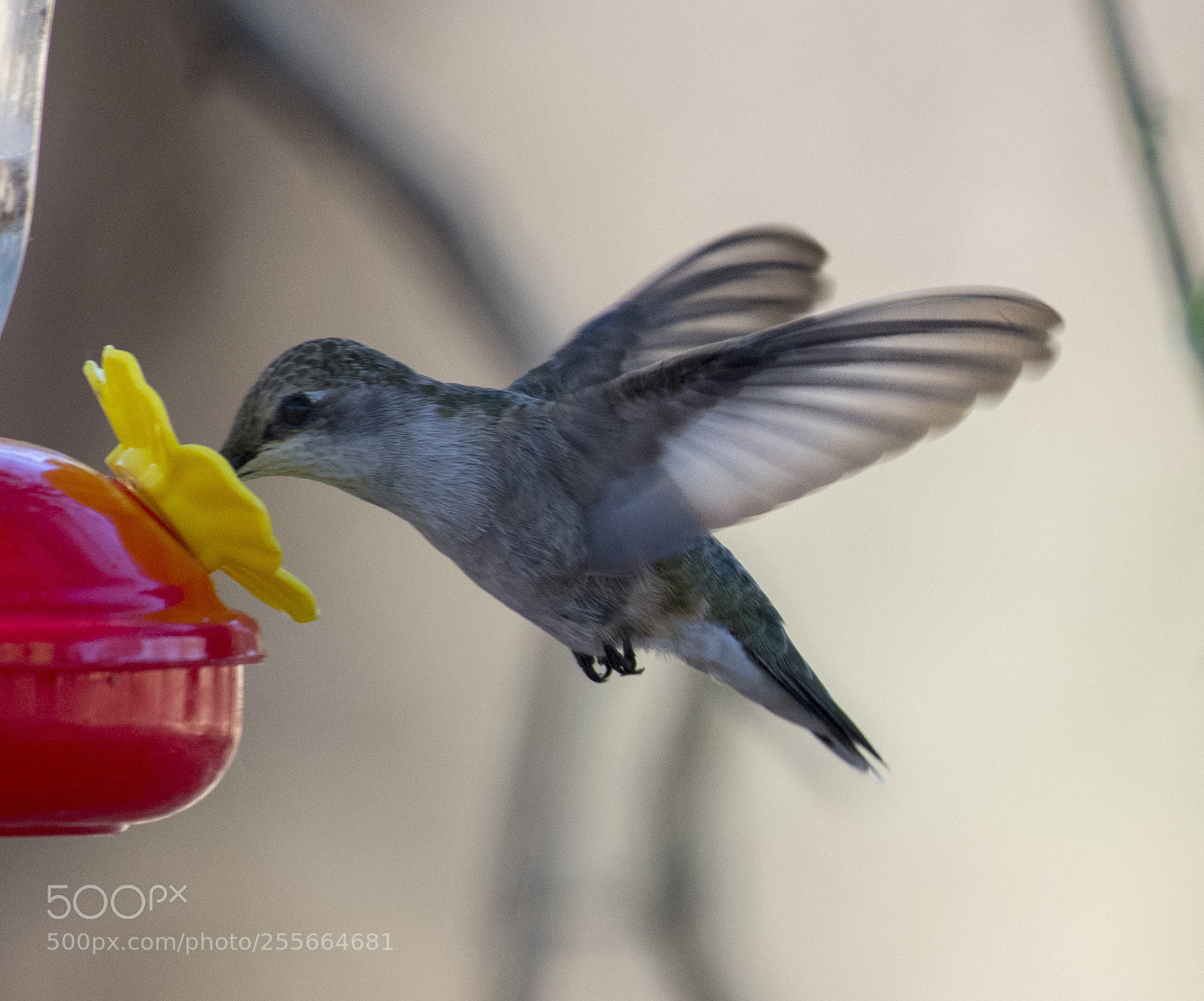 Nikon D500 sample photo. Hummingbird  photography