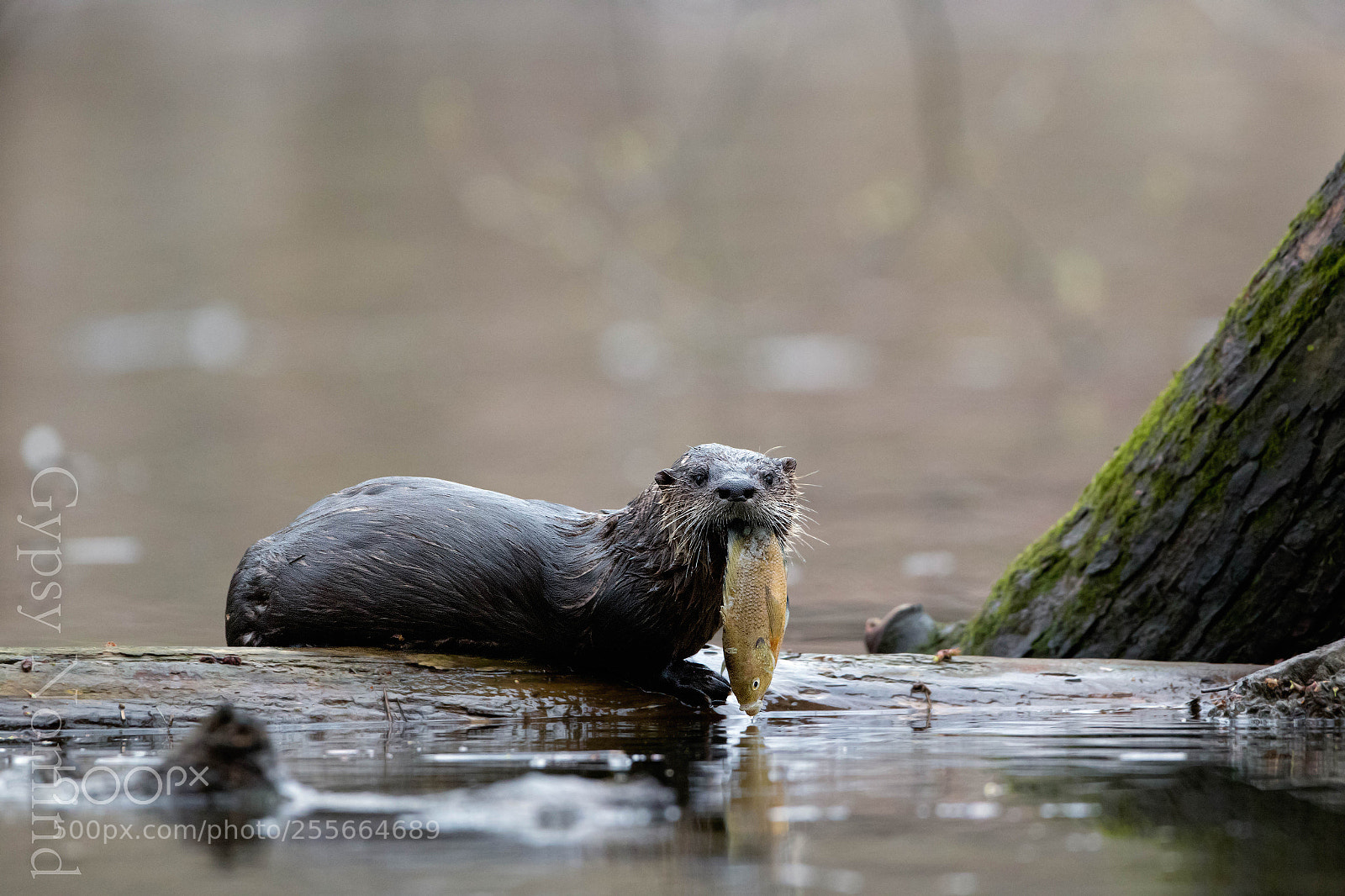 Canon EOS 7D Mark II sample photo. River otter with a photography