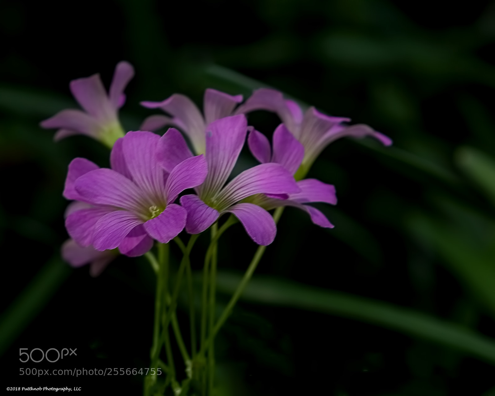 Canon EOS 6D sample photo. Variations on a flower 2 photography