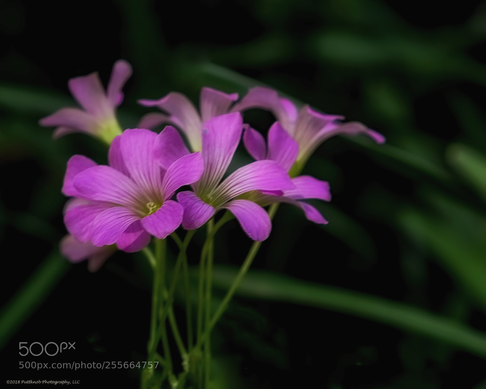 Canon EOS 6D sample photo. Variations on a flower 1 photography