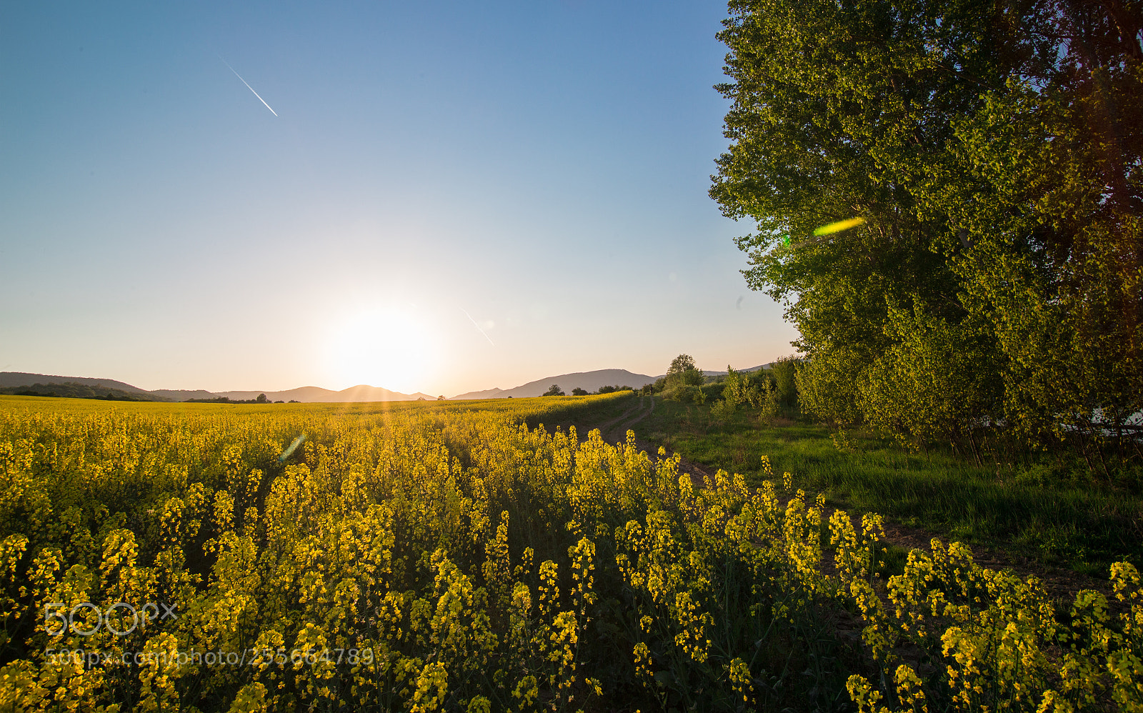 Canon EOS 6D sample photo. Rape photography