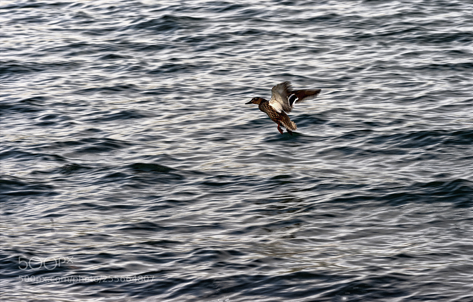 Nikon D4 sample photo. Start to fly photography