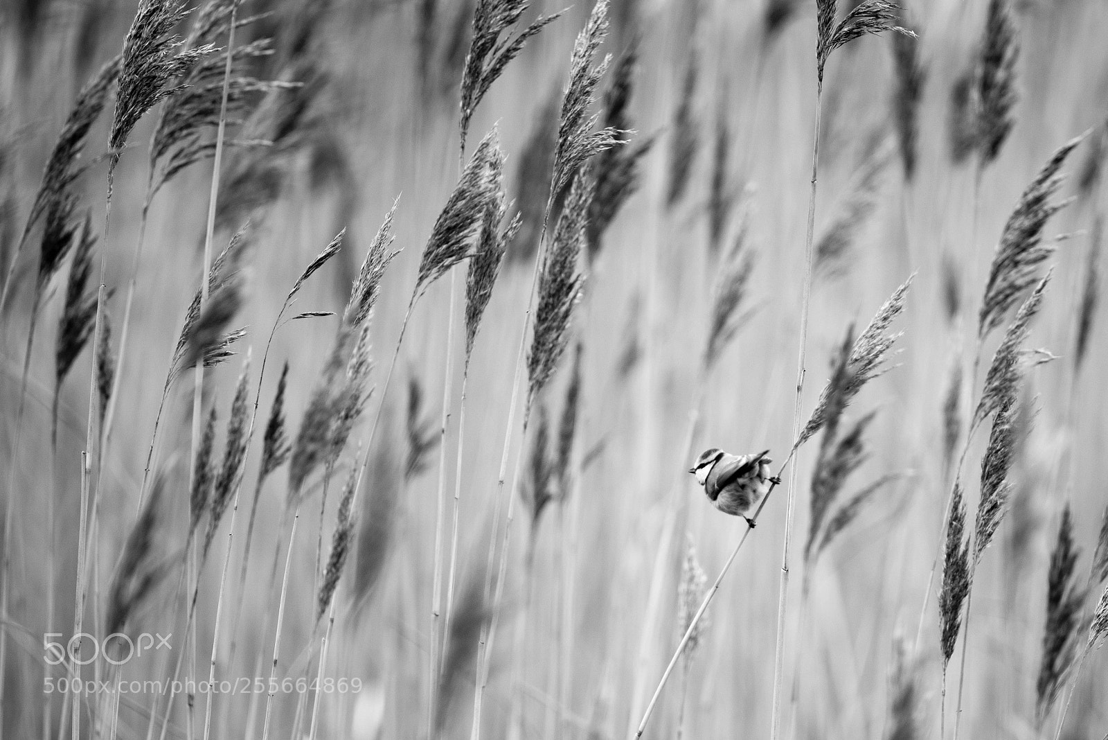 Nikon D600 sample photo. Bird in reeds 2 photography