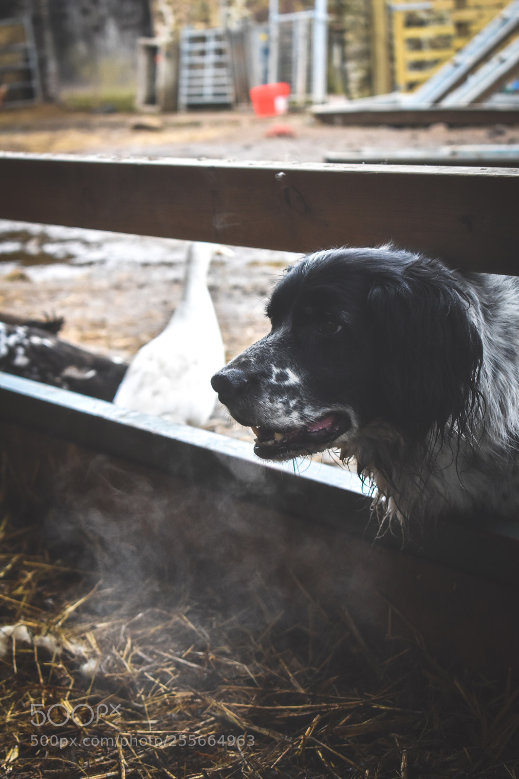 Nikon D5600 sample photo. Old sheepdog photography