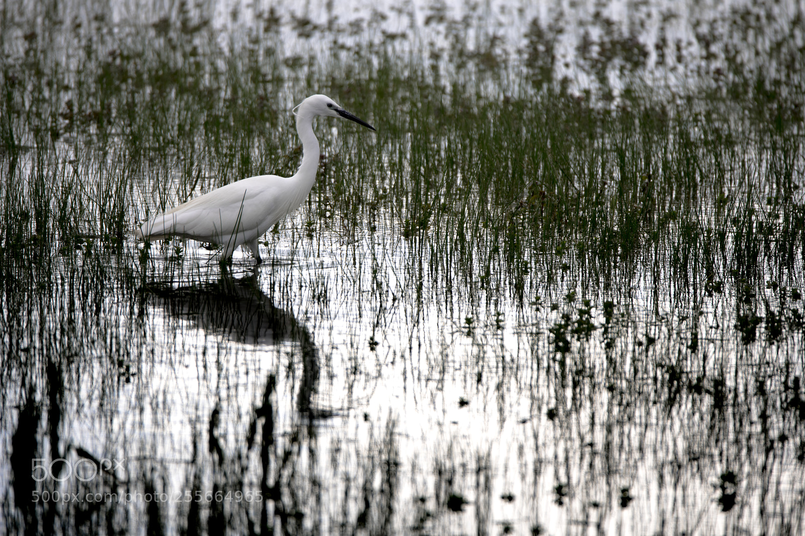 Nikon D850 sample photo. Aigrette garzette robe nuptiale photography