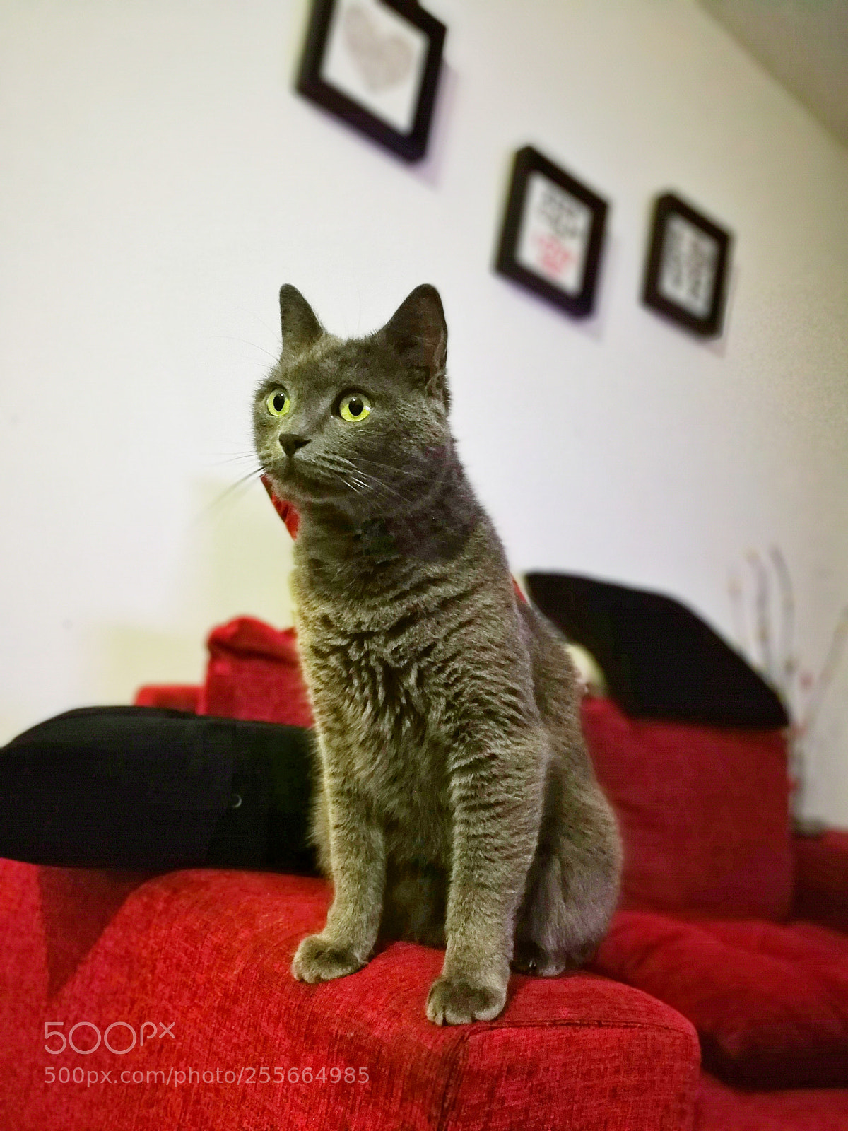 HUAWEI Mate 9 sample photo. Ella es morita. photography