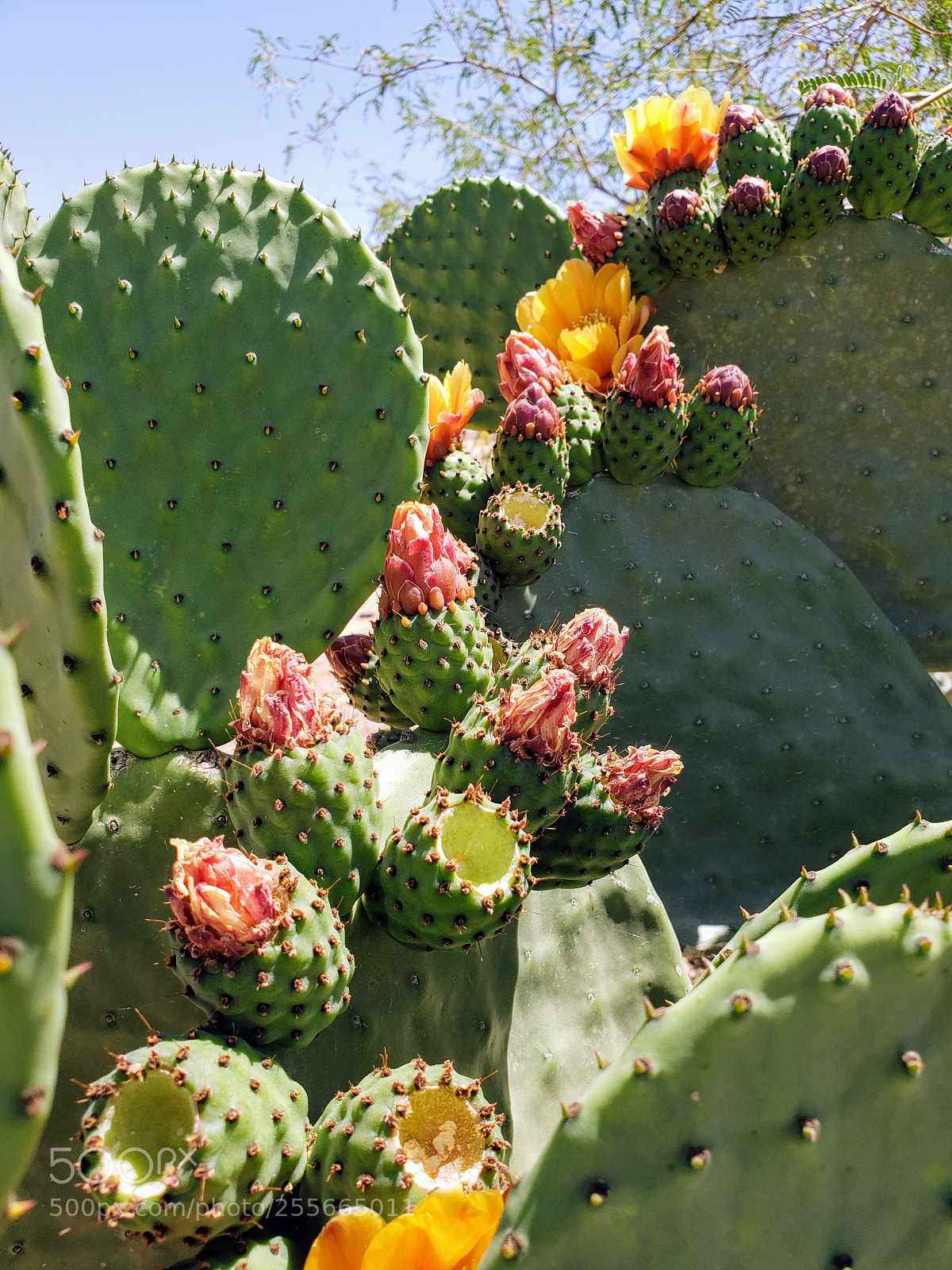 Samsung Galaxy S9 sample photo. Prickly cactus blooms photography