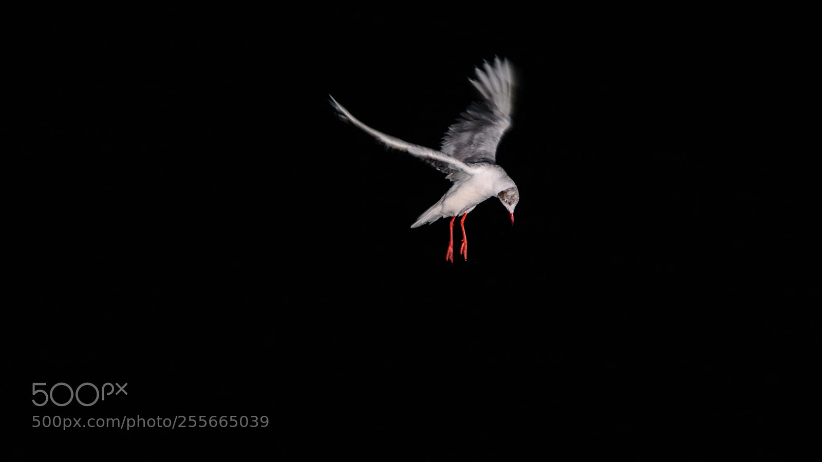 Nikon D7200 sample photo. Seagull photography