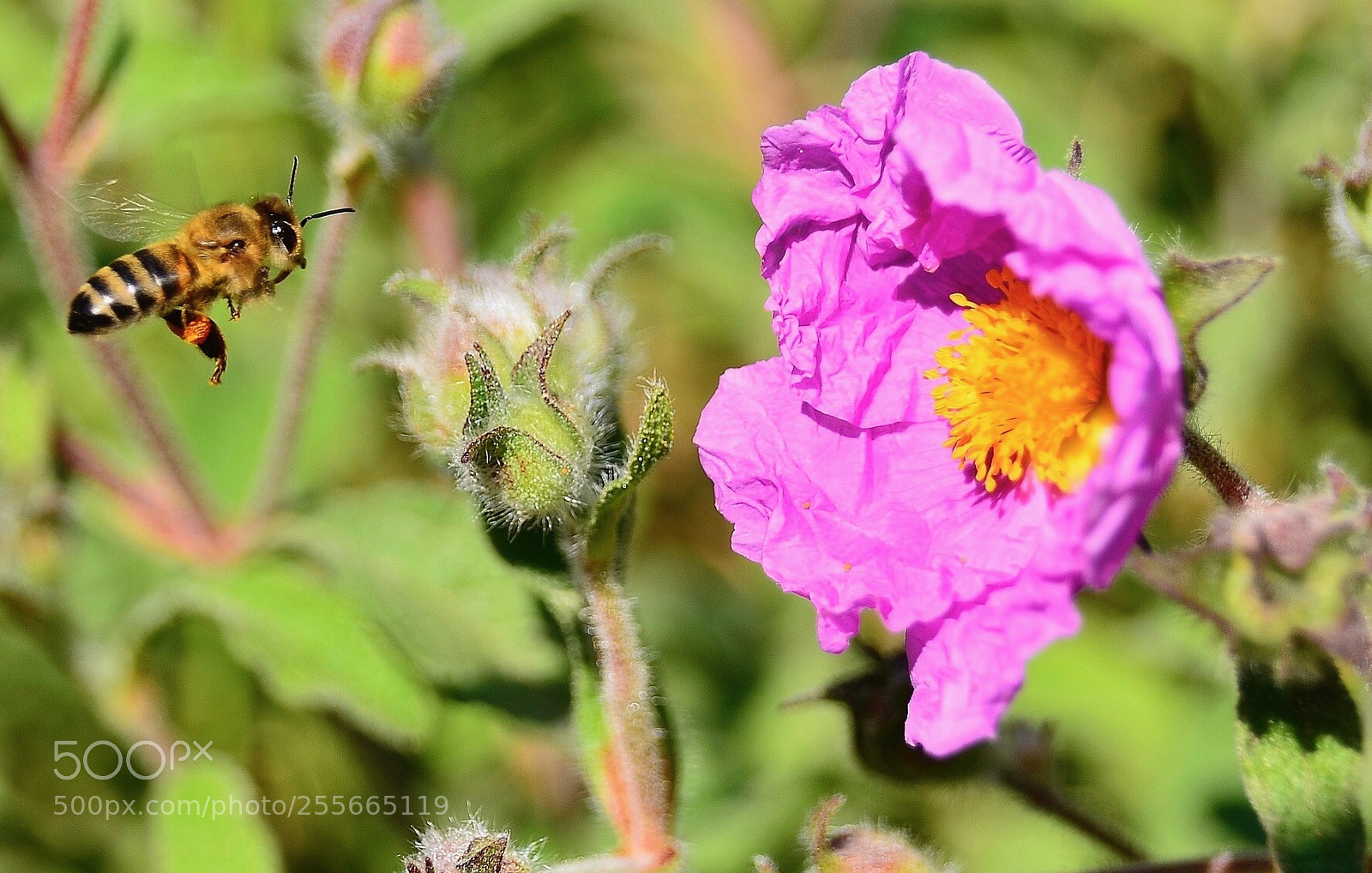 Nikon D7000 sample photo. The bee on work photography