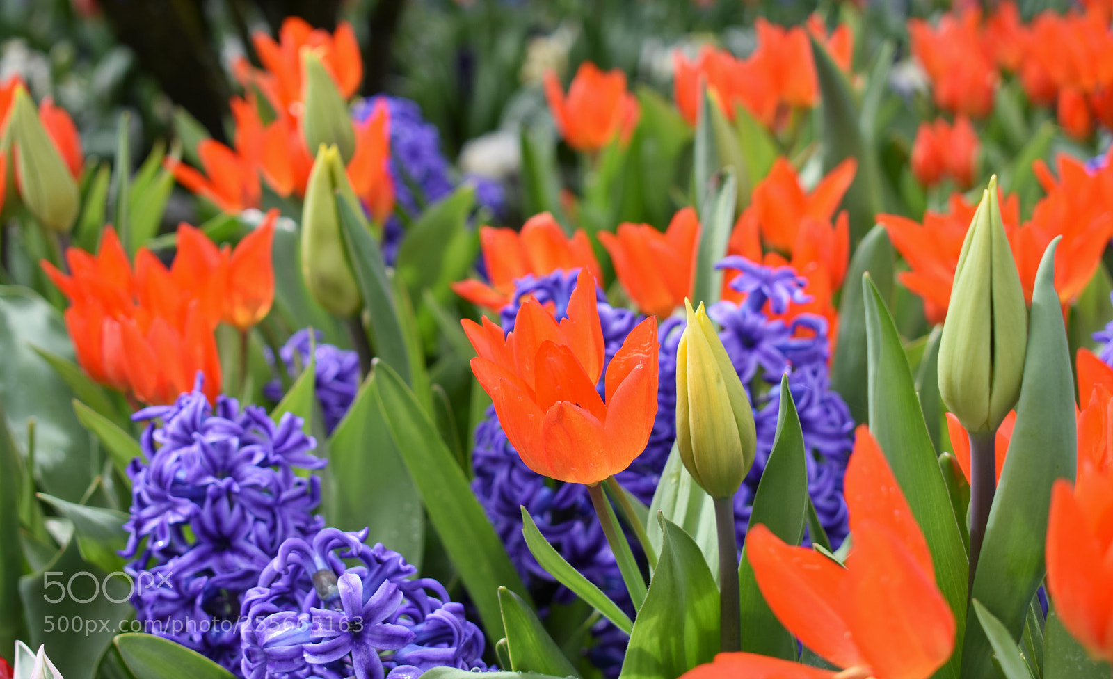 Nikon D3400 sample photo. Skagit valley tulip festival photography