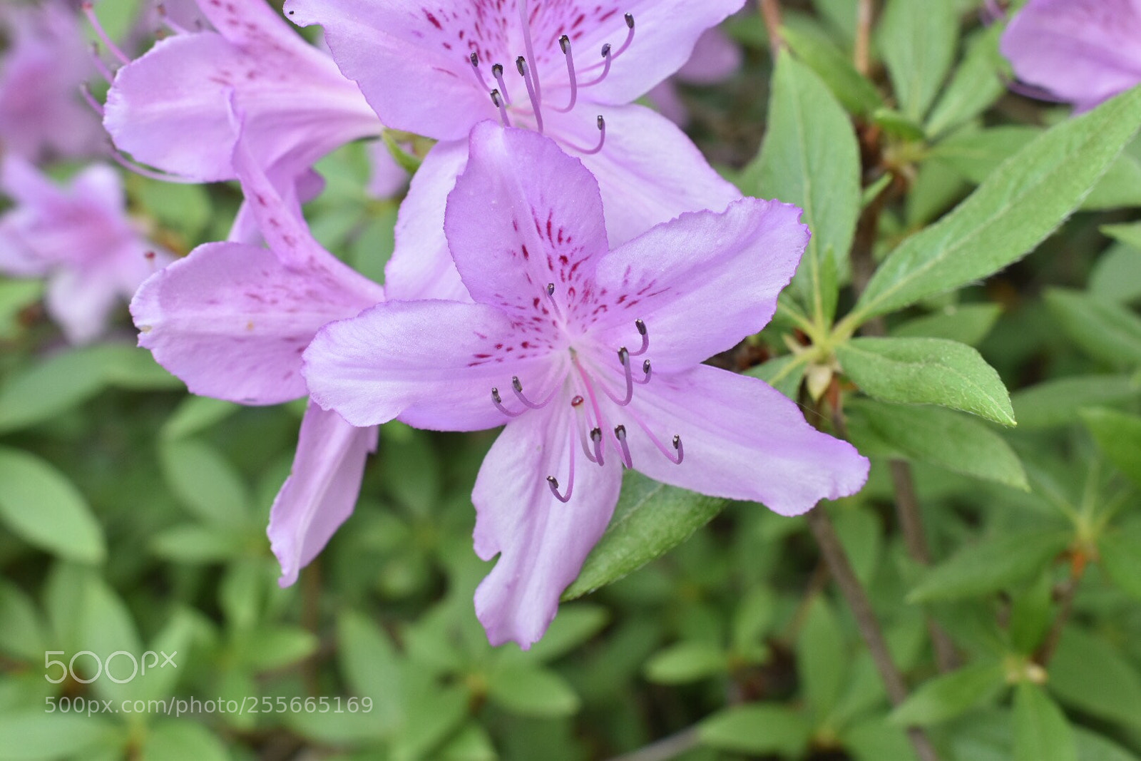 Nikon D5500 sample photo. Spring photography