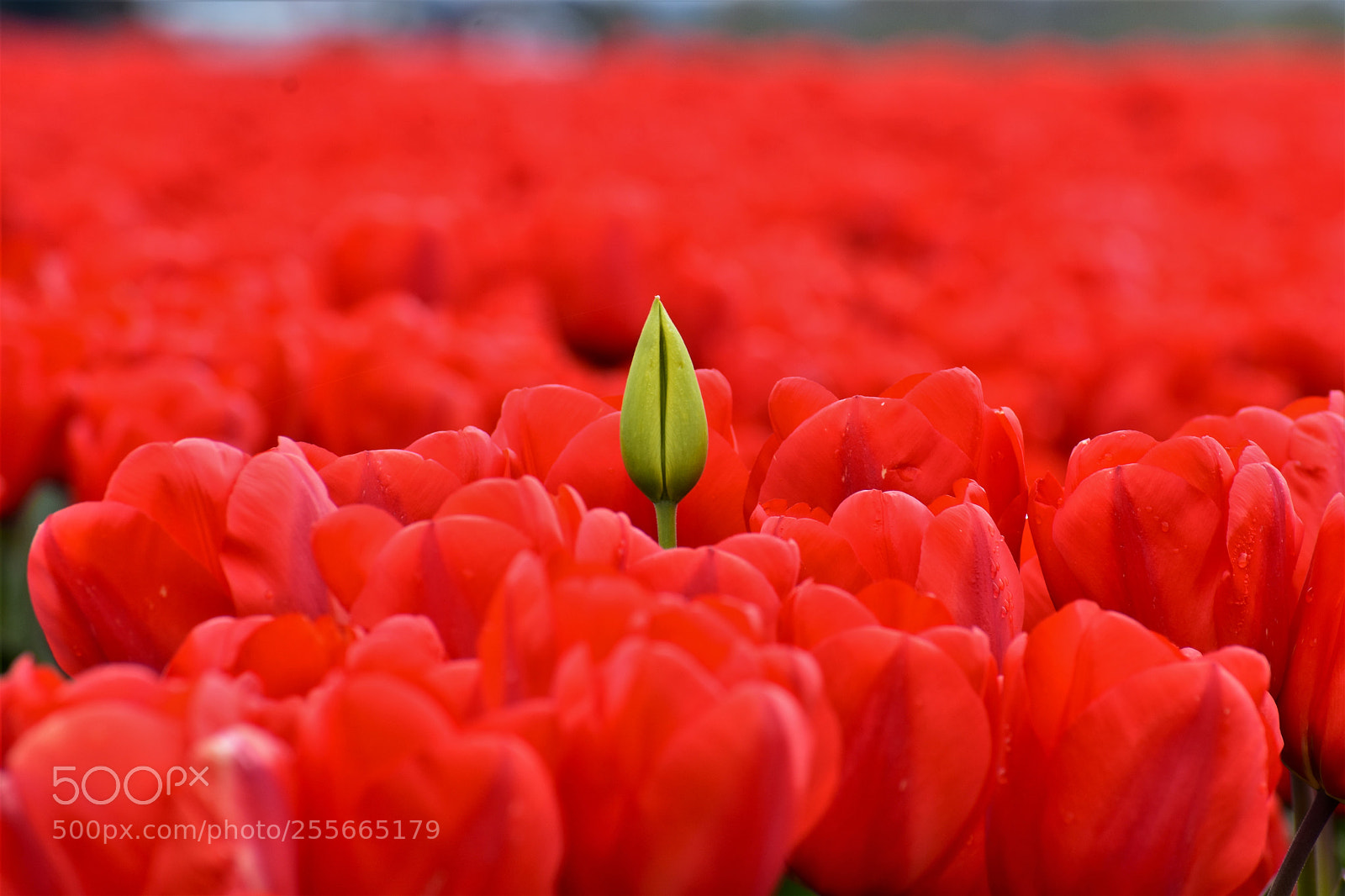 Nikon D3400 sample photo. Skagit valley tulip festival photography