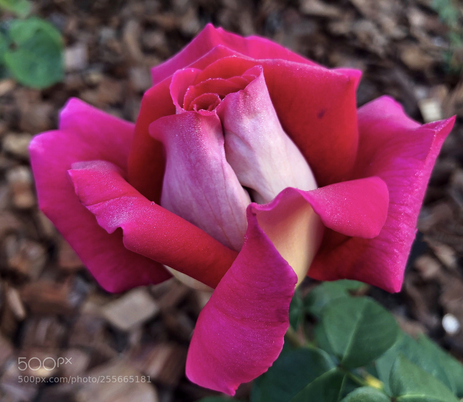 Apple iPhone X sample photo. Untitled photography