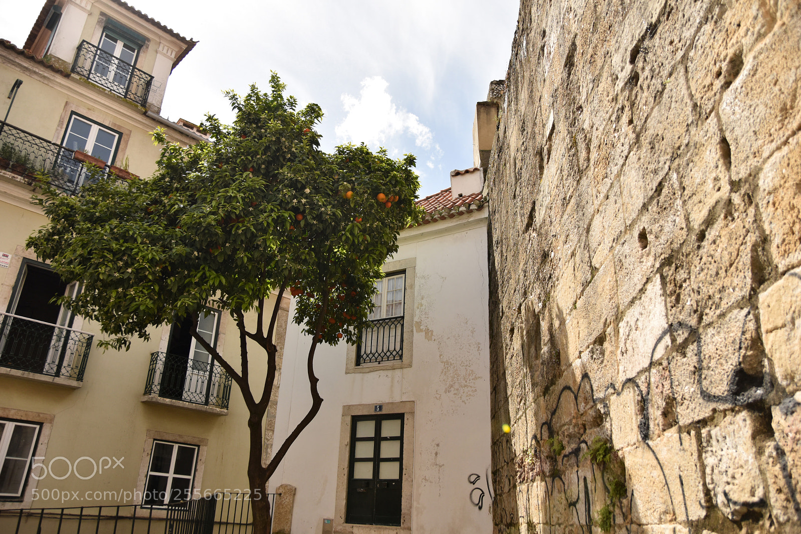 Nikon D5500 sample photo. Tangerine tree in lisbon photography
