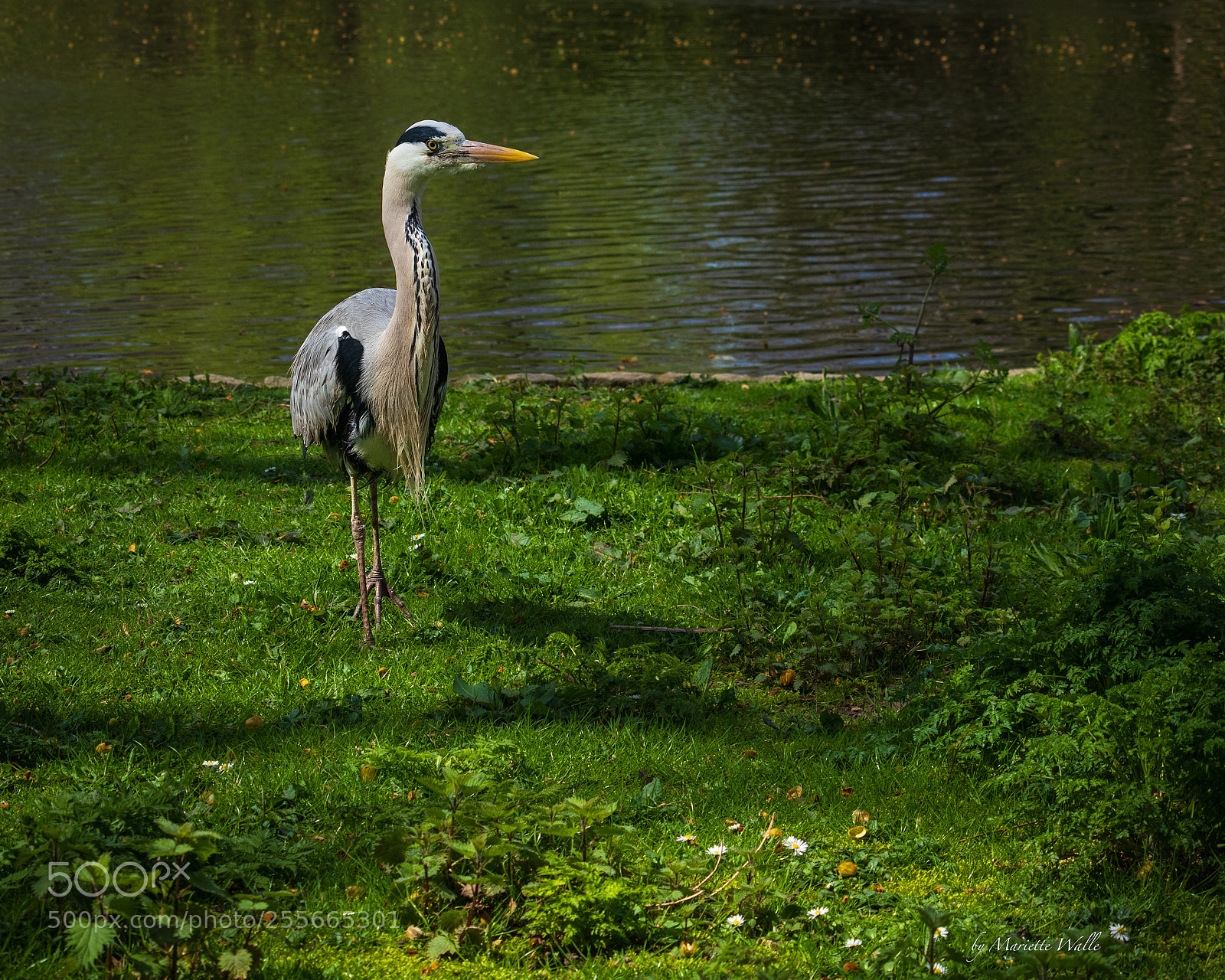 Canon EOS M5 sample photo. The heron with a photography