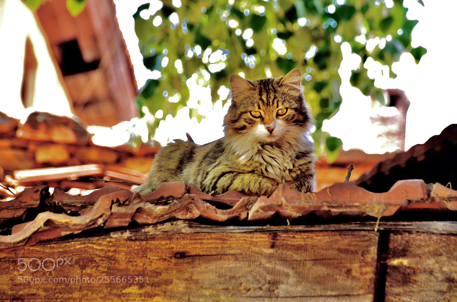 Nikon D7000 sample photo. Bird catcher photography
