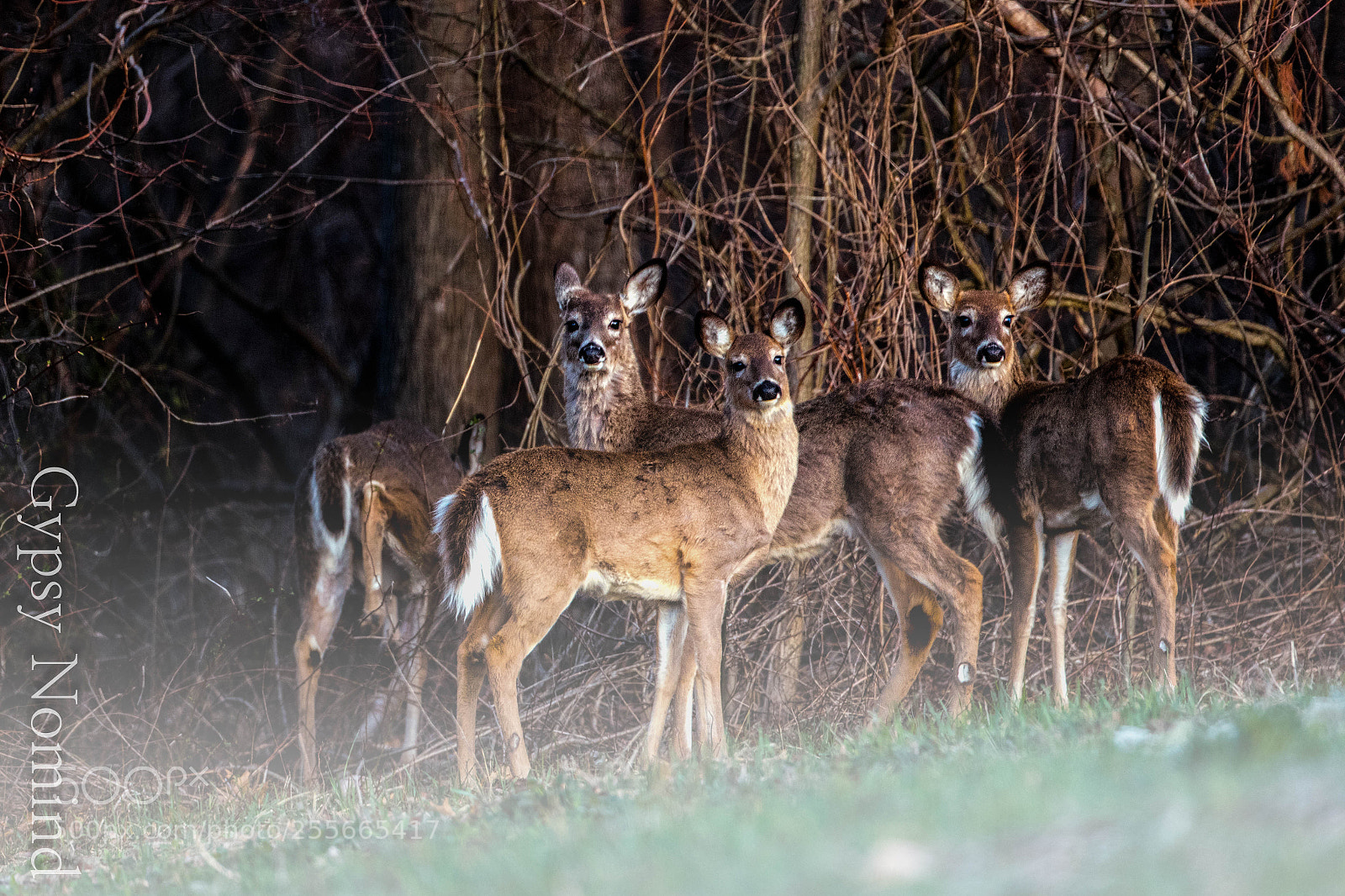 Canon EOS 7D Mark II sample photo. Deer during sunrise photography
