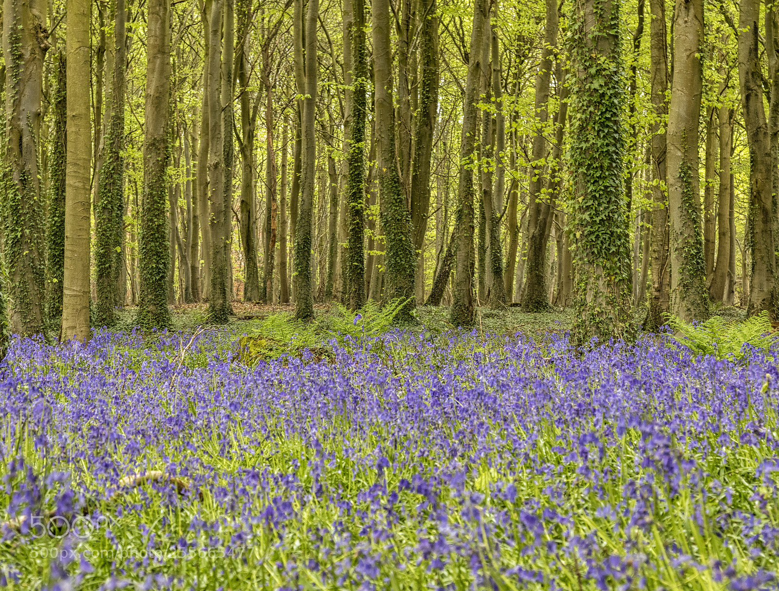 Canon EOS 80D sample photo. English bluebell wood  photography