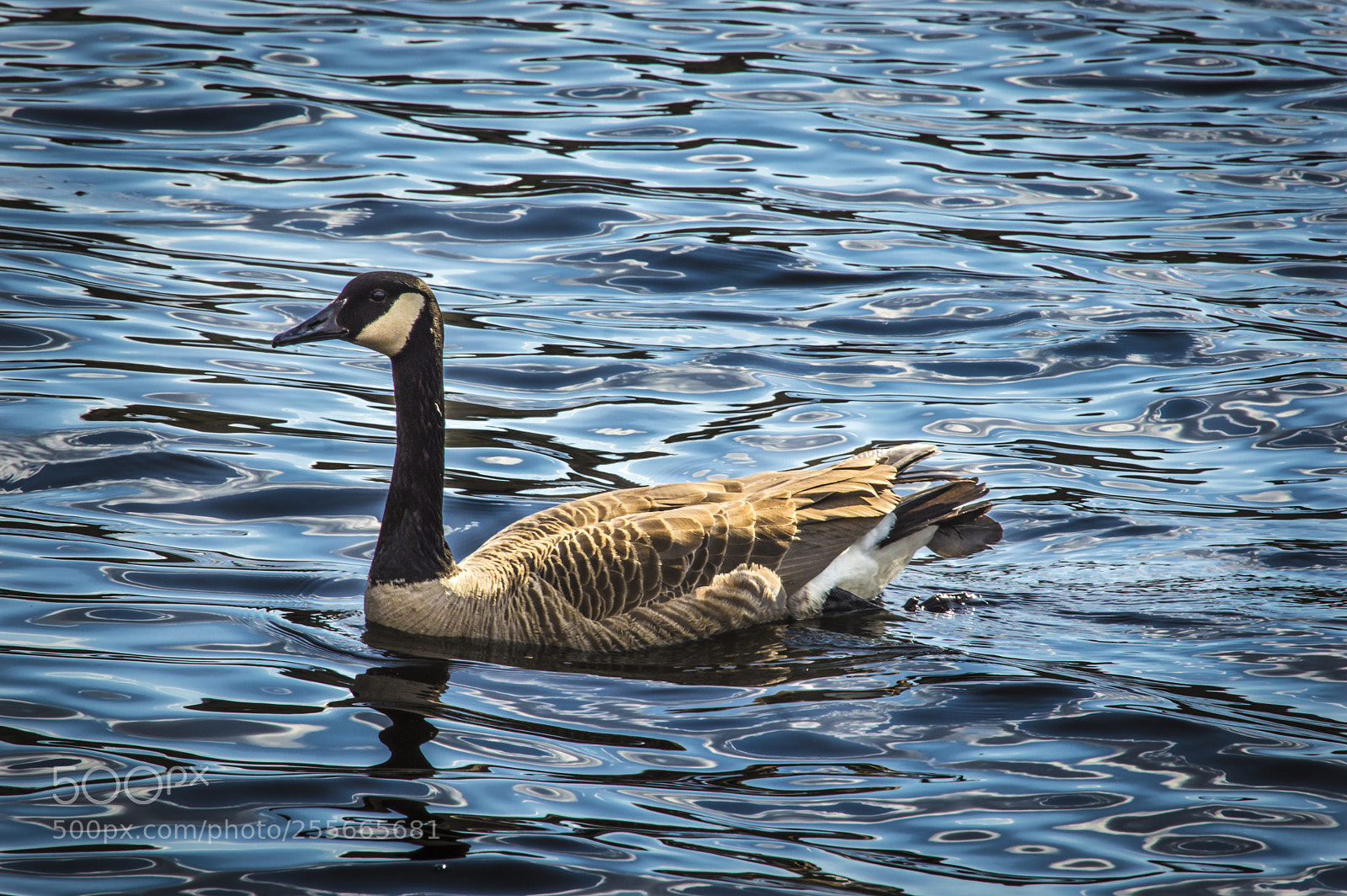 Nikon D3200 sample photo. Beautiful gease photography