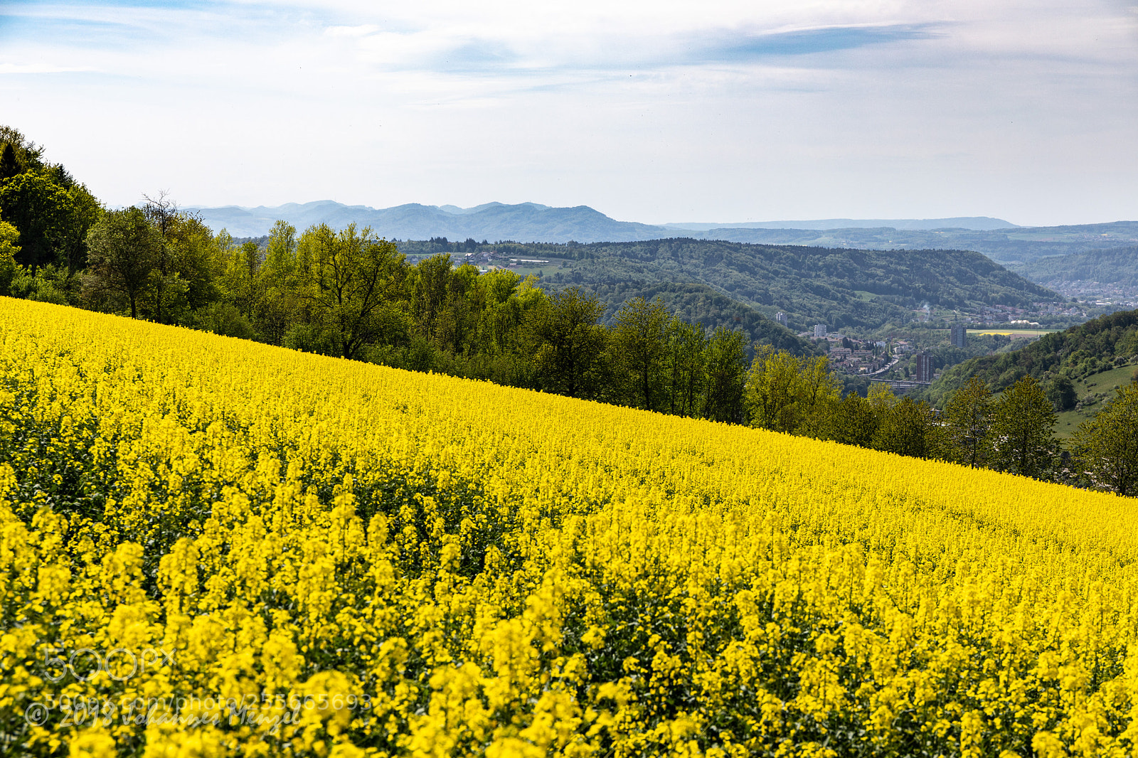 Canon EOS 5D Mark IV sample photo. The yellow season photography
