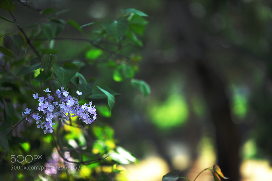 Nikon D700 sample photo. Spring mood.. photography