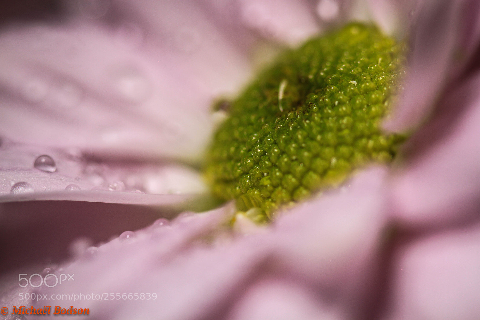 Canon EOS 7D sample photo. Flower photography