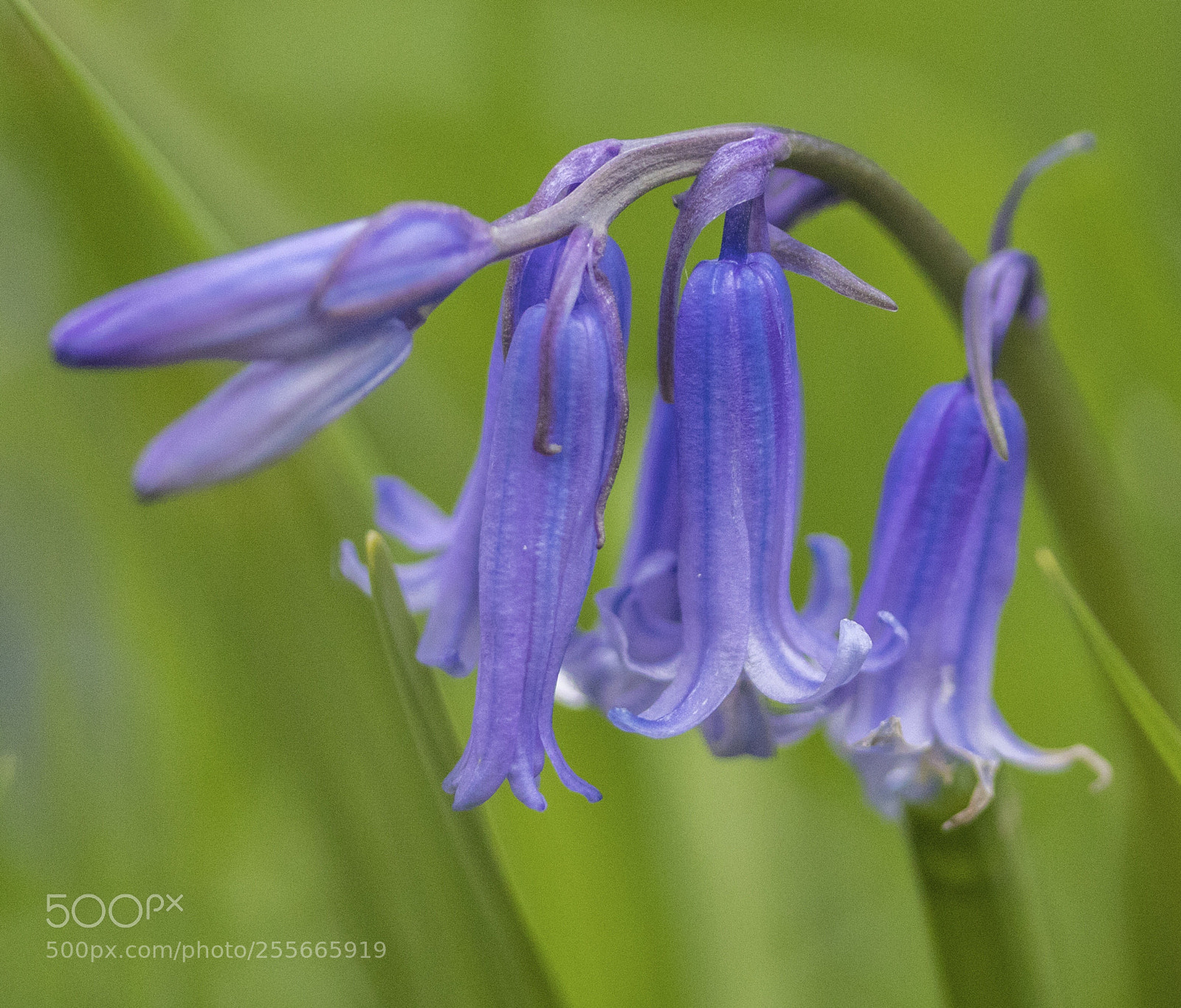 Canon EOS 80D sample photo. English bluebell photography