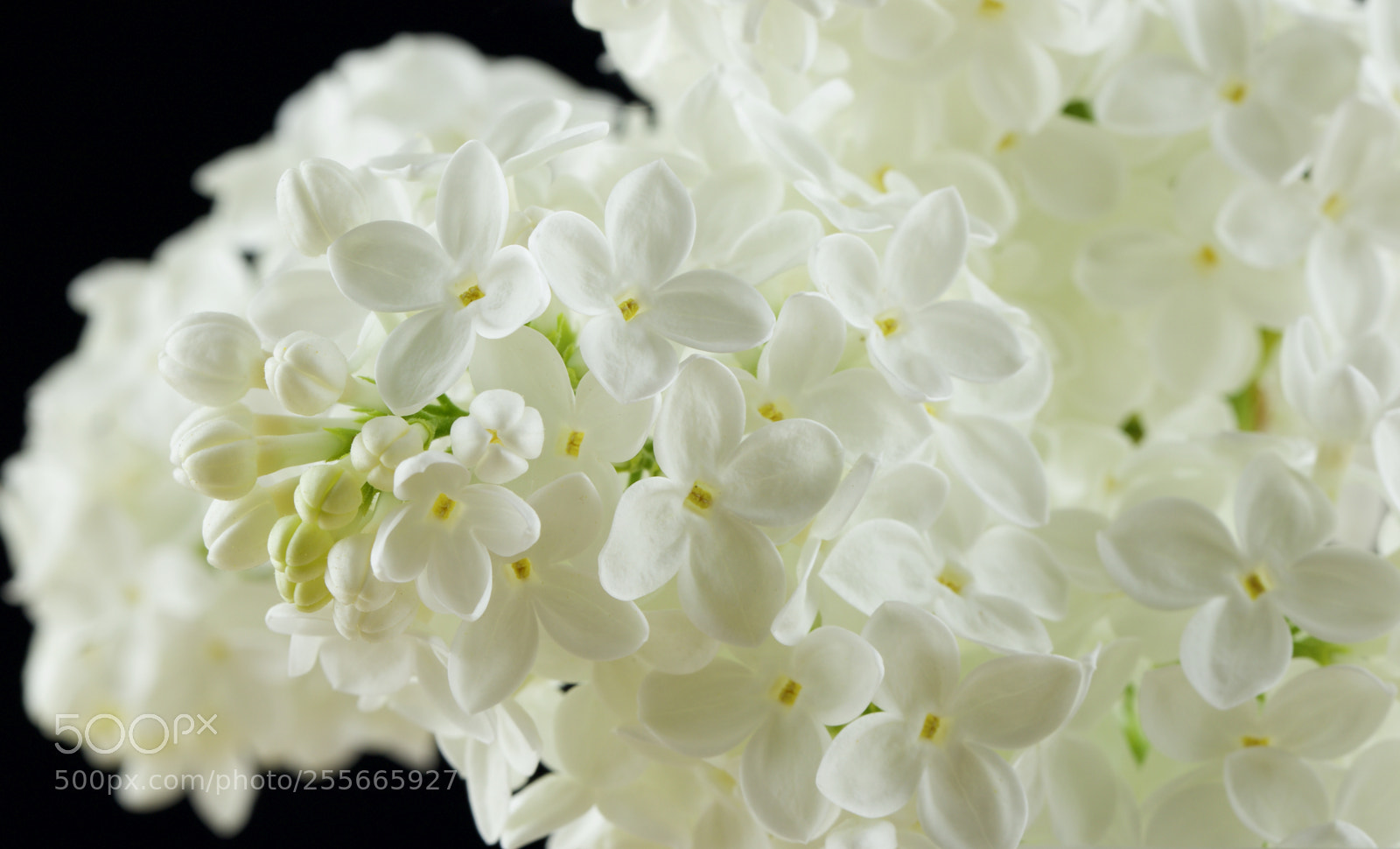 Canon EOS 80D sample photo. White elder photography