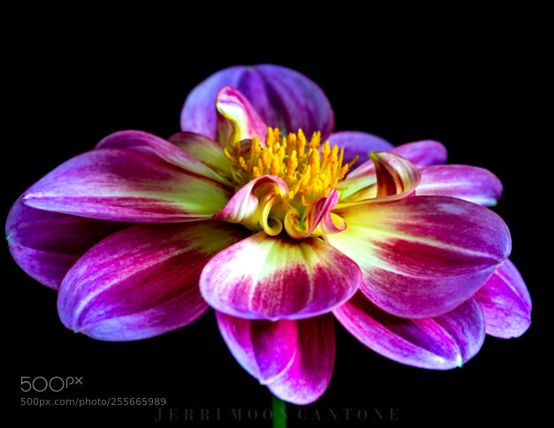 Nikon D7100 sample photo. Dahlia photography