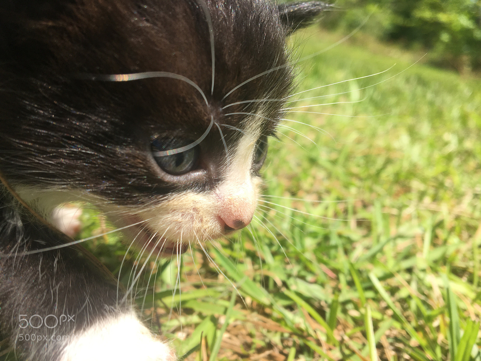 Apple iPhone 6s sample photo. Kitten  photography