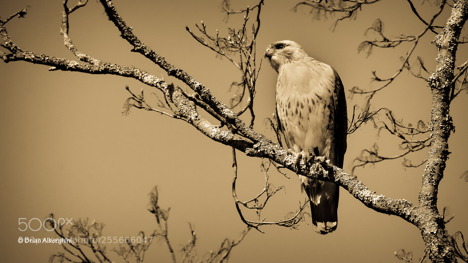 Nikon D7100 sample photo. Searcher photography
