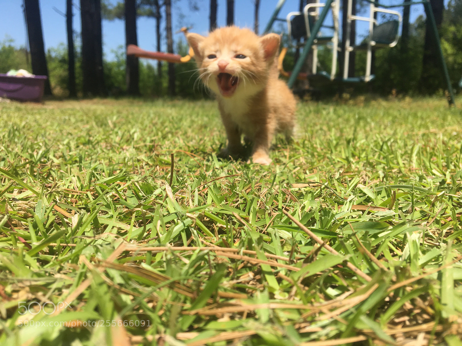 Apple iPhone 6s sample photo. Baby cat photography