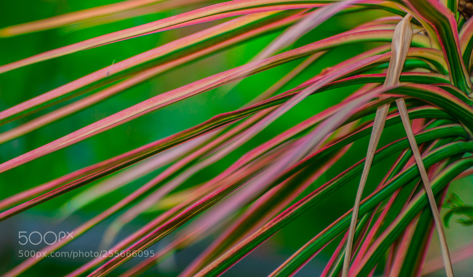 Nikon D5000 sample photo. Symmetry.... photography