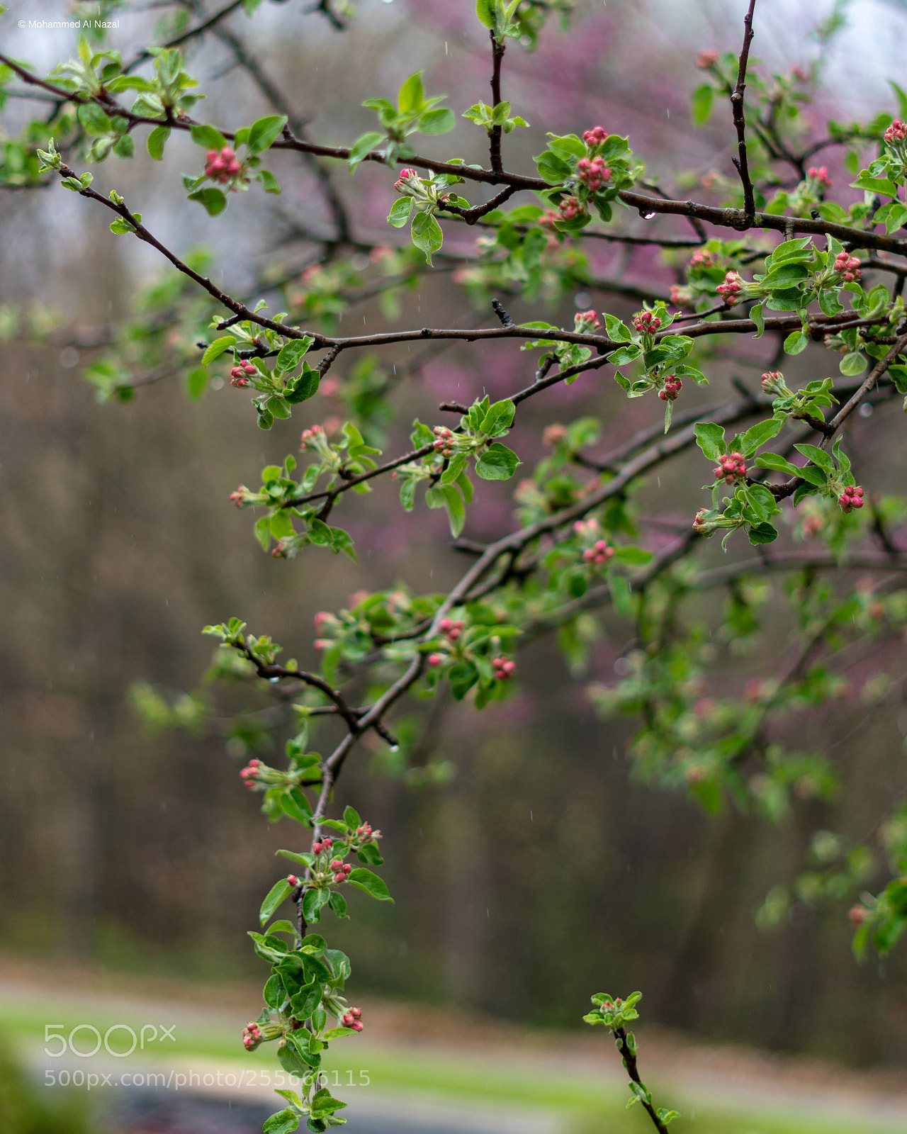 Sony a6300 sample photo. Spring photography